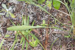 Daisy fleabane